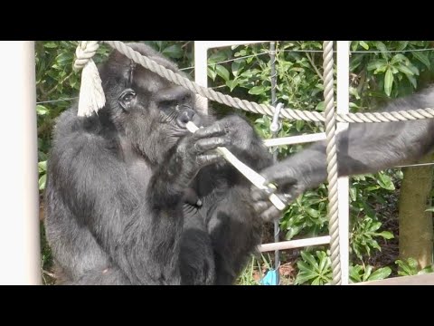 Видео: Кто взял лук-порей бабушки Нене? / Последующие Шабани и Аи и т.д.｜Горилла
