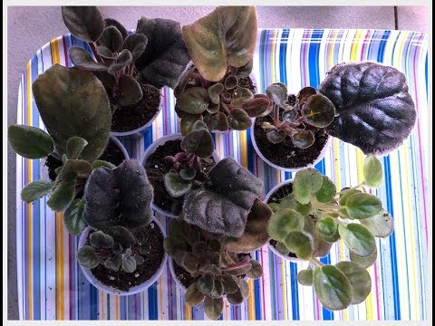 Видео: Когда отсаживать деток фиалки от черенков. Никаких секретов! Separating African violets babies