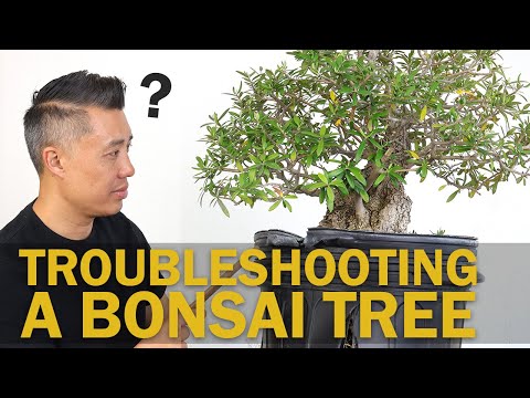Видео: Устранение проблем с материалом для бонсай: плохой весенний рост