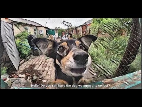 Видео: ЧАСІВ ЯР | Поранений від обстрілу собака | Евакуація тварин із зони бойових дій