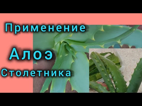 Видео: Лист алоэ столетника, как я его применяю и э о круче любых патчей