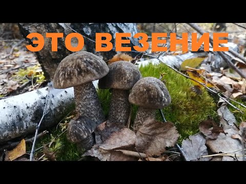 Видео: В этот день мне особенно везло