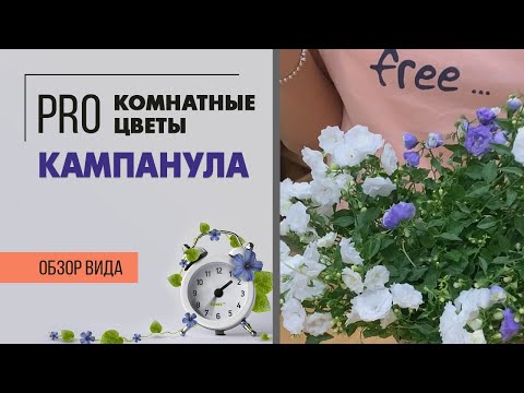 Видео: Кампанулы махровая | Растение Жених и невеста | Обзор нескольких сортов