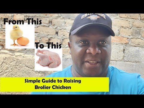 Видео: Выращивание цыплят-бройлеров за 6 недель