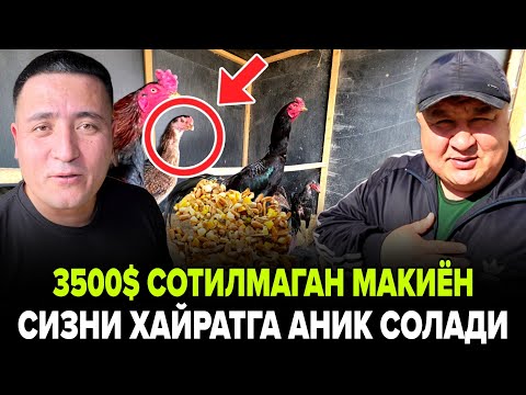Видео: (ОХУНОВ ТВ)ДА ПАРВОЗЛАР УЧУН ЗУР ЯНГИЛИК 10 ХИЛ СИЗ КУРМАГАН ЗОДЛАР ХУРОЗЛАР ТУПЛАМИ
