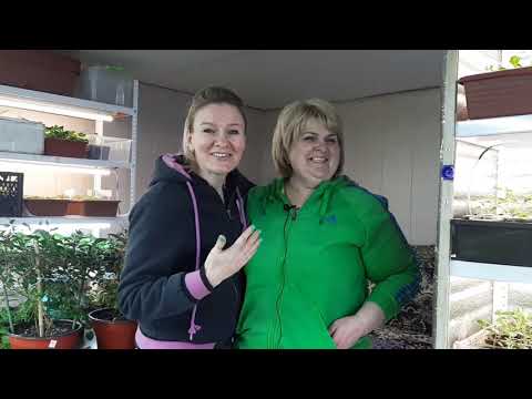 Видео: ГИГАНТСКИЕ ПЕЛАРГОНИИ у нашей Оли! Про комнату  цветов и  Вы такое точно не видели!