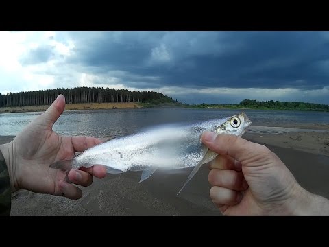 Видео: Ловля Чехони на Резинку (Как Забросить Резинку) - Видео Резинки