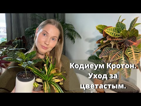 Видео: Уход за Кротоном. Обзор моих Кодиеумов.