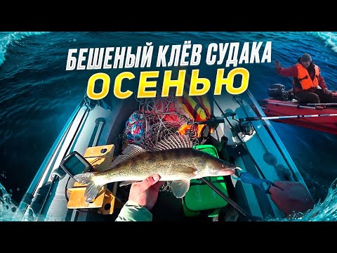 Видео: БЕШЕНЫЙ КЛЕВ СУДАКА ОСЕНЬЮ. САМАЯ УЛОВИСТАЯ ПРИМАНКА НА СУДАКА.