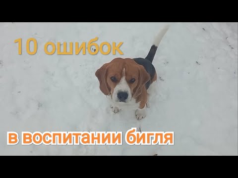 Видео: Бигль Jastin.  Работа над ошибками. 10 ошибок - которые может допустить владелец в воспитании бигля.
