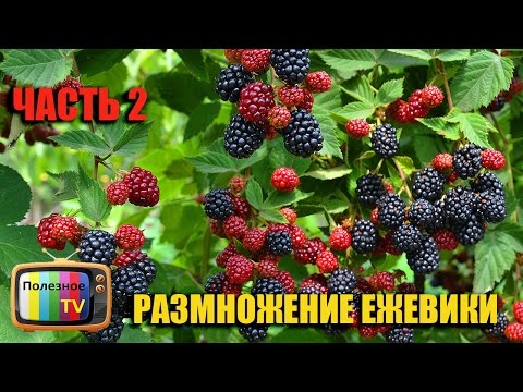 Видео: ЕЖЕВИКА РАЗМНОЖЕНИЕ САМЫЙ ЛЕГКИЙ И 100% СПОСОБ ЧАСТЬ 2