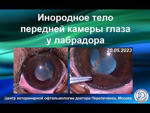Видео: Инородное тело передней камеры глаза у лабрадора. Диагностика и хирургия.