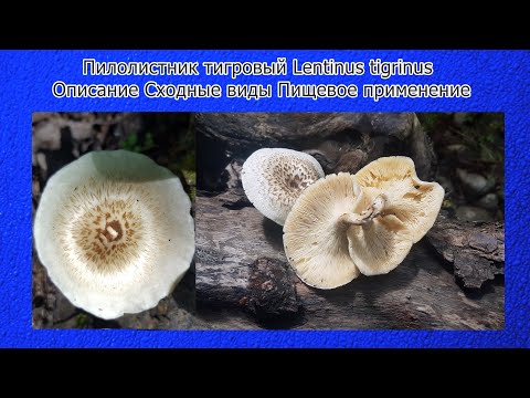 Видео: Пилолистник тигровый Lentinus tigrinus Описание Сходные виды Пищевое применение