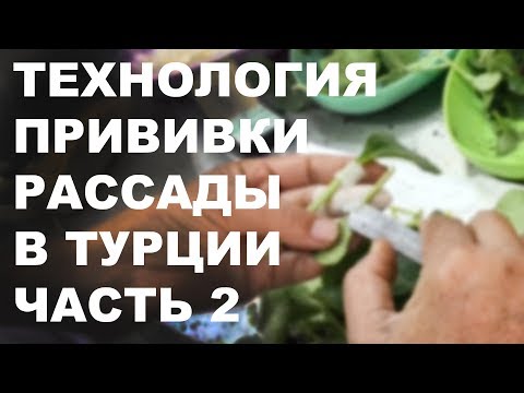 Видео: Технология выращивания, технология прививки рассады в Турции . Часть 2