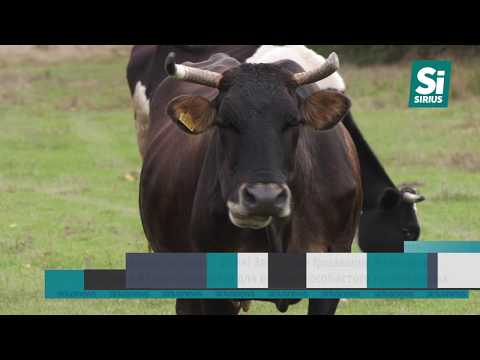 Видео: Земельний скандал - у селі Загаття на Іршавщині