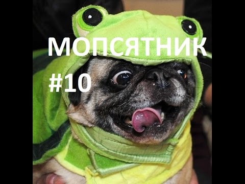 Видео: Лучшие приколы с мопсами. Приколы с мопсятами.