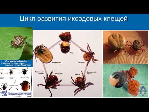 Видео: Паразитология. Лекция 4