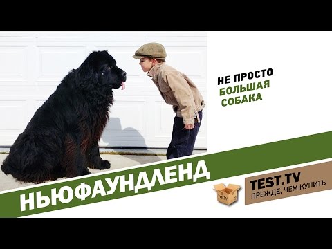Видео: TEST.TV: Все для животных. Ньюфаундленд - собака спасатель.