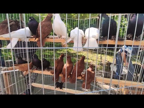 Видео: Ярмарка-выставка голубей, г.Вознесенск, Николаевская область. Часть 1