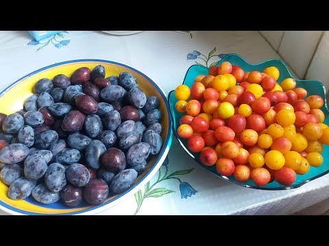 Видео: Повидло и  Варенье из Слив и Соус Тхемали