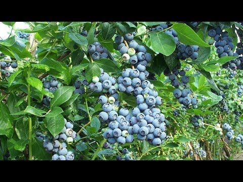 Видео: Голубика для начинающих. Осенняя посадка в средней полосе