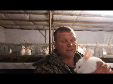 Видео: Кролик Хиплюс или Хинколь