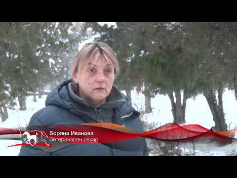 Видео: Конете на България: Инфекциозна анемия сред конете у нас с подробности от д-р Боряна Иванова