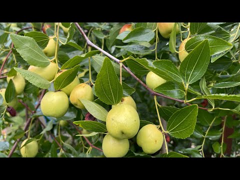 Видео: Хинапът в градината през месец Септември