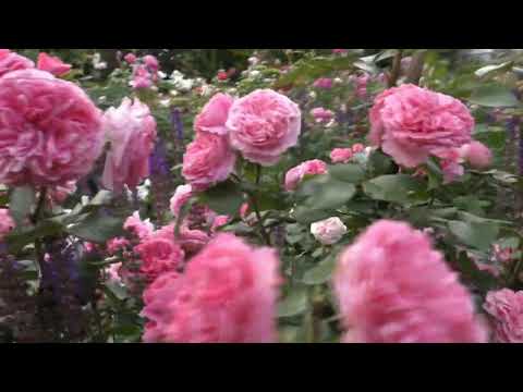 Видео: Милые дамы, с днем весны, любви и красоты — с 8 Марта!