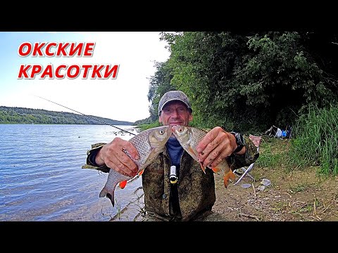 Видео: Отблески лета. Непредсказуемая рыбалка на Оке. Кукуруза пшеница сало.