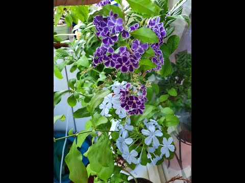 Видео: Комнатные растения, мои крупномеры. #Олеандры #акоконтера #дуранта #гибискус #гардения...