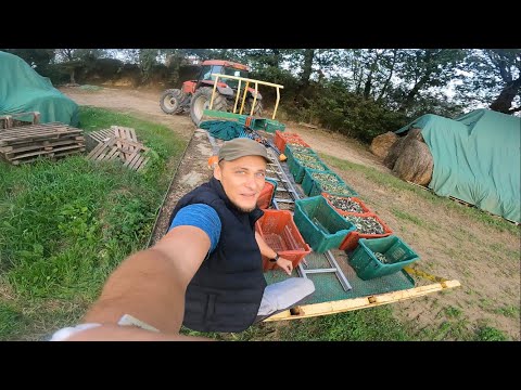 Видео: ЖИЗНЬ В ИТАЛЬЯНСКОЙ ДЕРЕВНЕ !!СБОР ОЛИВОК НА МАСЛО !! (Sottotitoli Italiani)