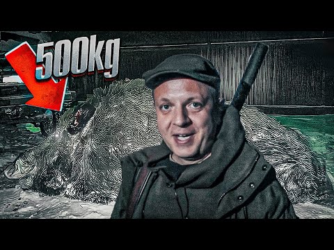 Видео: КАБАН - МОНСТР 500 кг. Миф или реальность? Проверяю лично