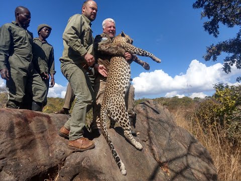 Видео: Leopard hunting in Zimbabwe - Охота на Леопарда в Зимбабве