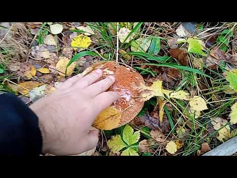 Видео: 2025-09-28 - Пошли рядовки