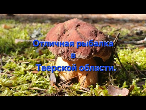 Видео: Отличная рыбалка в Тверской области. 