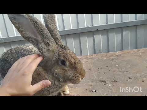 Видео: Кролики Фландр | Показываю купленных кроликов | Молодняк на племя | Самка заболела