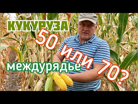 Видео: Кукуруза на 50 или 70?