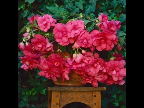 Видео: Весенние хлопоты  7 апреля 2024. Розы прут, солнце жарит- мы держимся))