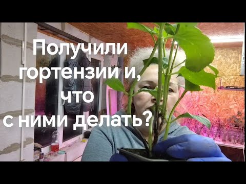 Видео: Получили саженцы крупнолистной гортензии и /что с ними делать???