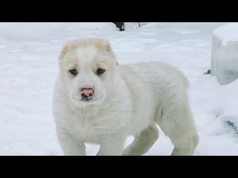 Видео: Самый бесстрашный щенок среднеазиатской овчарки (алабай). The most fearless puppy  Alabai...