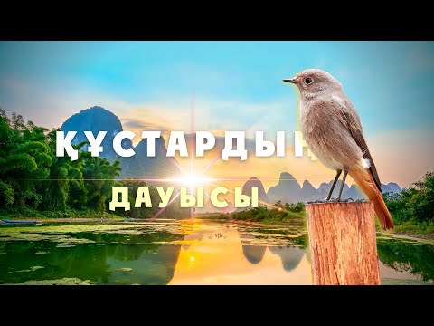 Видео: ҚҰСТАР ДАУЫСЫ. ПОЮЩИЕ ПТИЦЫ. SINGING BIRDS