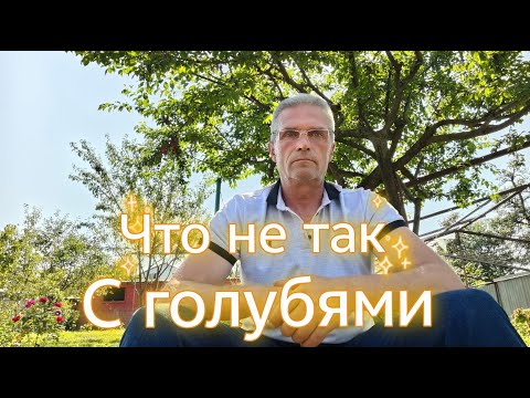 Видео: Да что не так с голубями