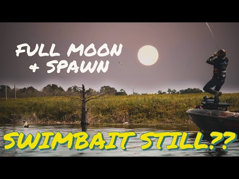 Видео: Свимбейты во время ПОЛНОЛУНИЯ и НЕРЕСТА?