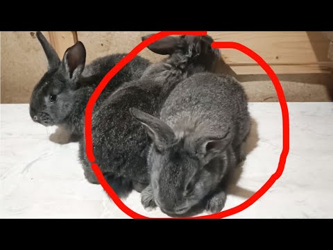 Видео: Конфликт Дядя Саша, Мельник и Вовка Сибиряк l  Кролиководы ругаются l Взгляд со стороны