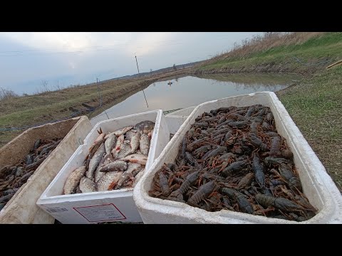 Видео: Как ловить Раков в домашних условиях?) #Жизнь У Пруда