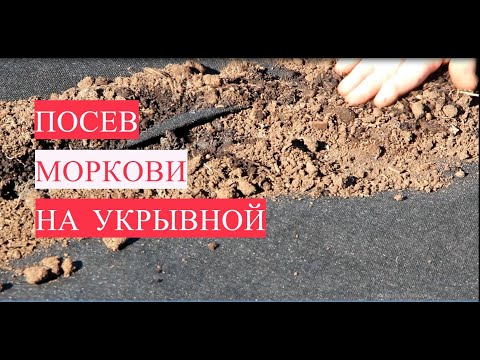 Видео: Не полоть и не прореживать! Новый способ! Посев моркови на укрывной.