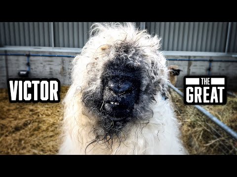 Видео: Выживет ли моя спина?