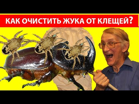 Видео: Как Вырастить Жука Носорога? Как Очистить Жука Носорога От Клещей? Почему у Жуков Носорогов Клещи?