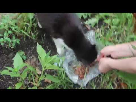 Видео: Питерский Глазастик.